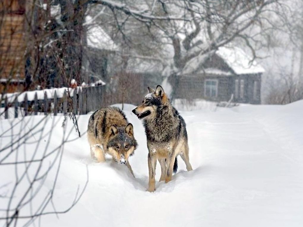 6 февраля у Верхней Туры охотники отстреляли одного волка.