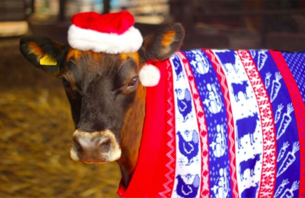 Корова в новогоднем костюме 